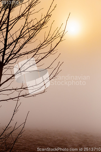 Image of Misty morning sunrise over tree