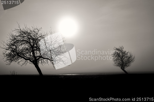 Image of misty silhouette of two trees