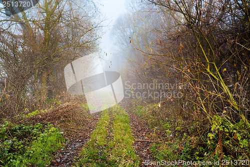 Image of Country road through rich deciduous forest