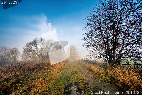 Image of Country road through rich deciduous forest