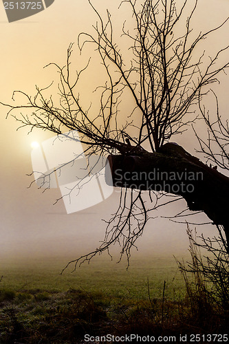Image of Misty morning sunrise over tree