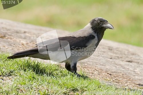 Image of Hooded Crow