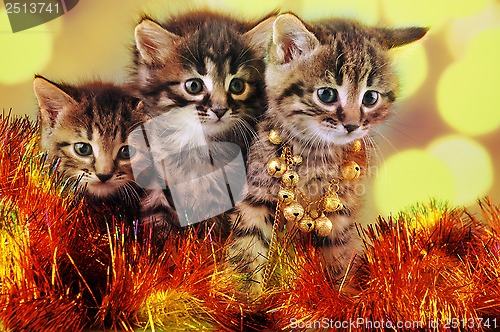 Image of small  kittens among Christmas stuff