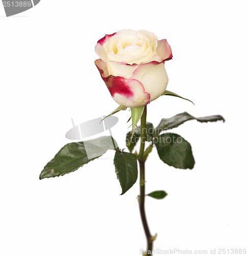 Image of white rose