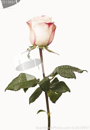 Image of white rose