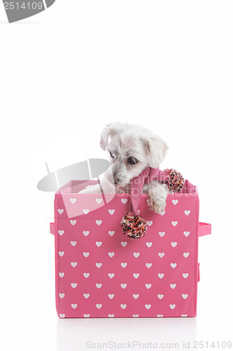 Image of Puppy dog in love heart box