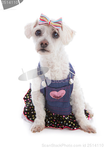 Image of Dog wearing denim dress