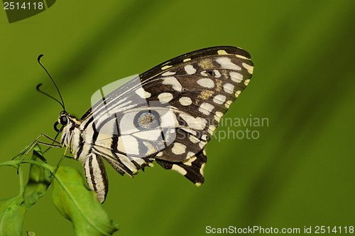 Image of common lime