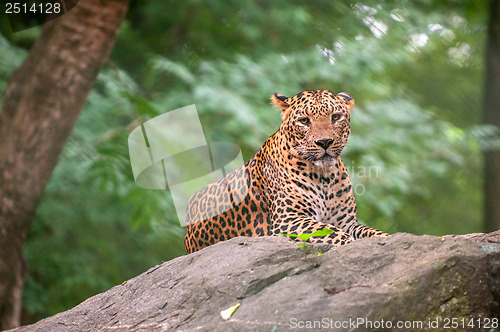 Image of Leopard