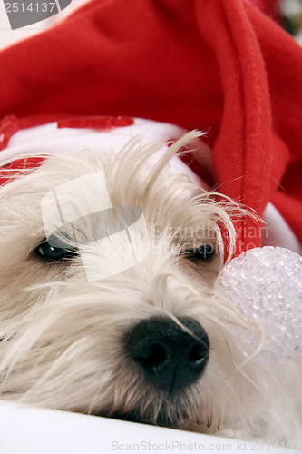 Image of Westie
