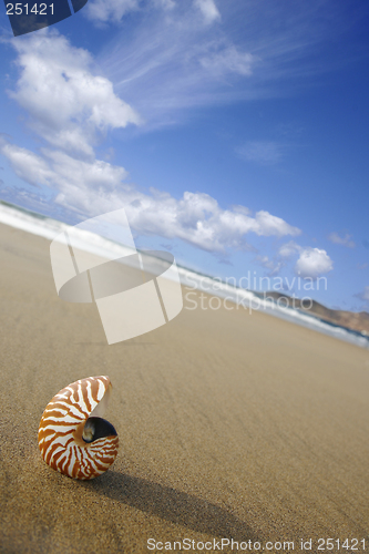 Image of Beach Nautilus