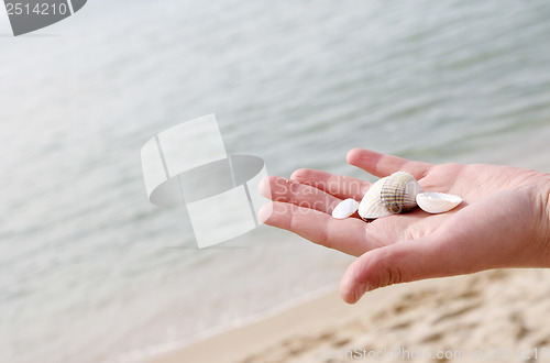 Image of Scallop