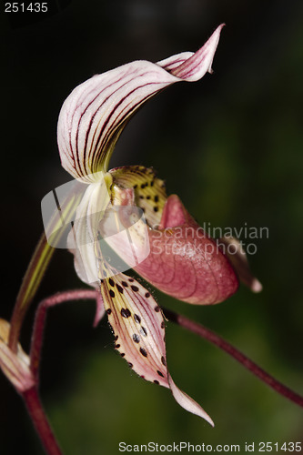 Image of Paphiopedilum Orchid