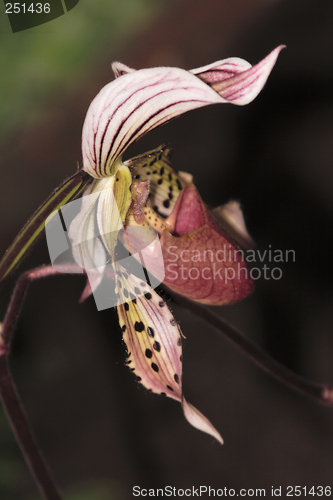 Image of Paphiopedilum Orchid