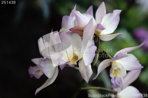 Image of Cymbidium, Orchid