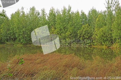 Image of A walk on a summer morning in the forest lake.