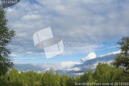 Image of The edge of a forest on a background of blue sky.