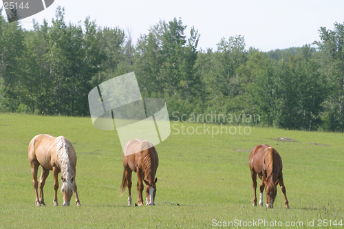 Image of three horses grazing