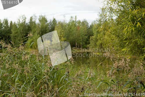 Image of A walk on a summer morning in the forest lake.
