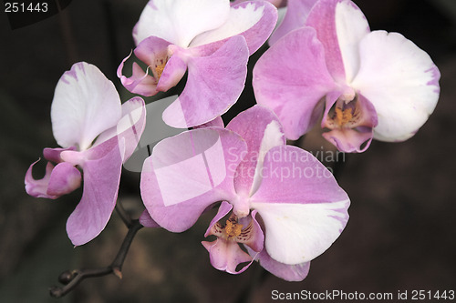 Image of Phalaenopsis Orchid