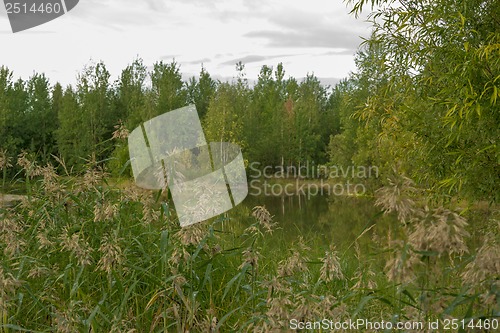 Image of A walk on a summer morning in the forest lake.