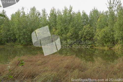 Image of A walk on a summer morning in the forest lake.