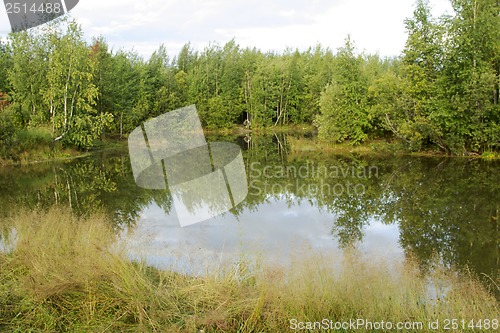 Image of A walk on a summer morning in the forest lake.