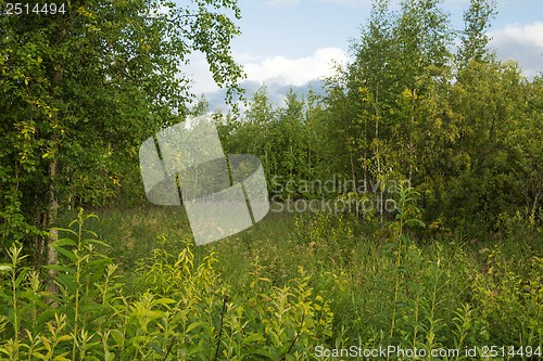 Image of The field at the edge of the forest