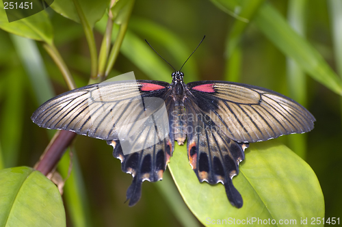 Image of Tropical butterfly