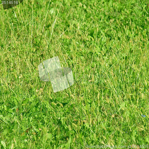 Image of Grass meadow