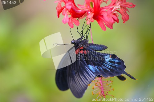 Image of Black tropical butterfly