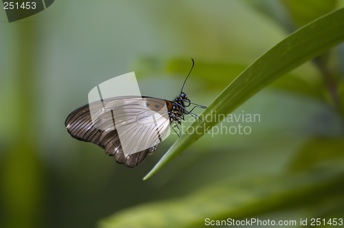 Image of Brown butterfly
