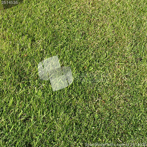 Image of Grass meadow