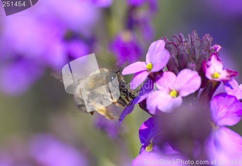 Image of Bumblebee