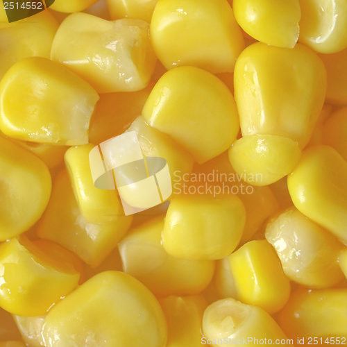 Image of Maize corn