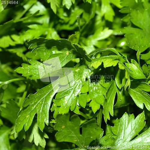 Image of Parsley picture