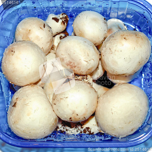 Image of Mushrooms