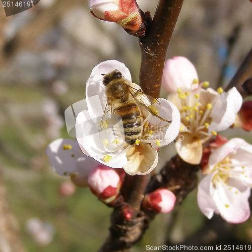 Image of Bee fetching nectar from flower