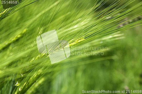 Image of cereal plant