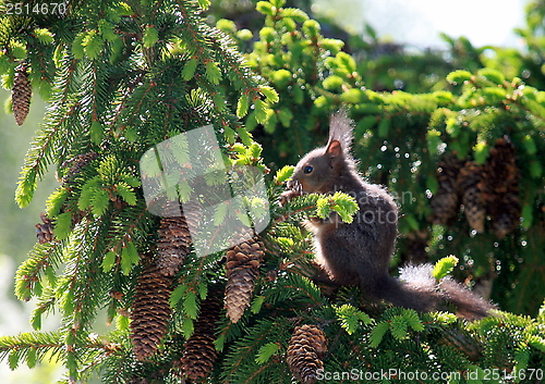 Image of Squirrel