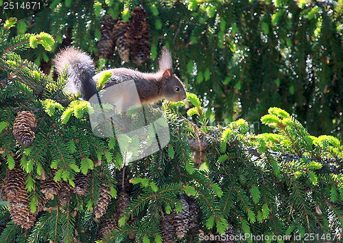 Image of Squirrel