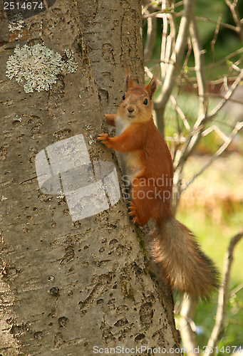 Image of Squirrel