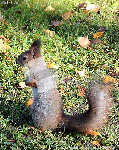 Image of Squirrel