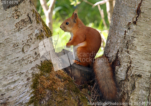 Image of Squirrel