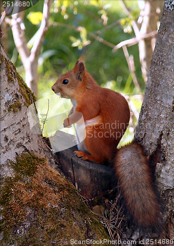 Image of Squirrel