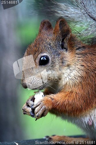 Image of Squirrel