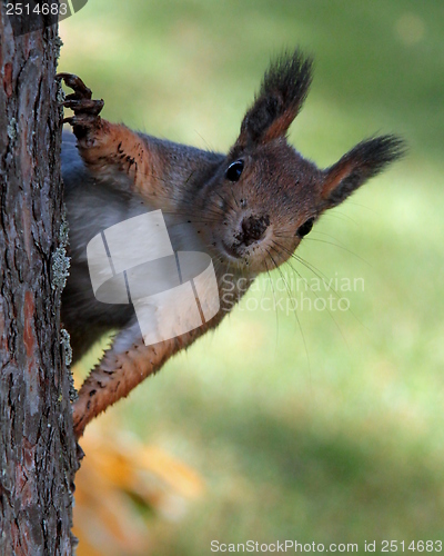 Image of Squirrel