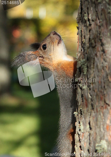 Image of Squirrel