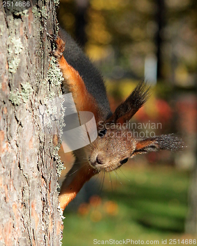 Image of Squirrel