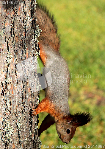 Image of Squirrel